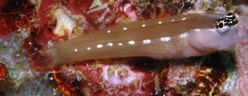Ecsenius schroederi